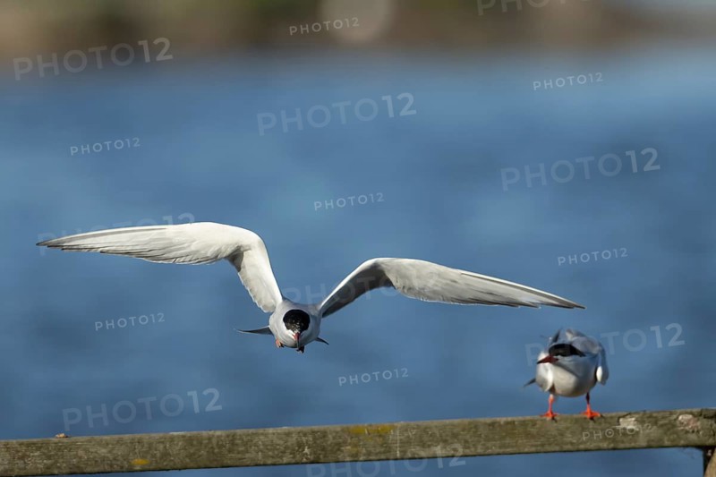 Common tern (Sterna hirundo) adult bird flying, England, United Kingdom