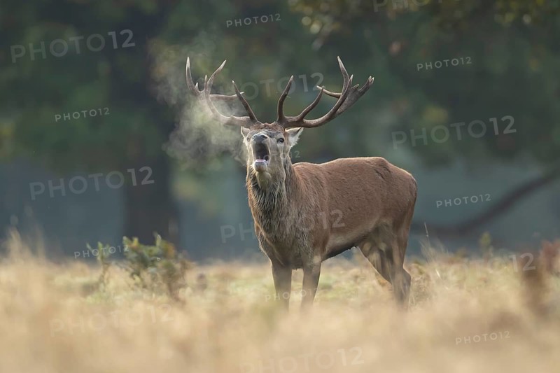 Red deer (Cervus elaphus) adult male stag animal roaring with its mouth open during the annual rut in autumn, England, United Kingdom