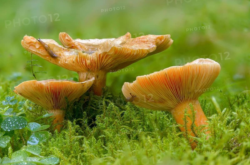 Spruce blood irritant, spruce irritant, lactarius deterrimus, coniferous forest stimulant, false saffron milkcap, fungi, orange milkcap, mushrooms, stimulant