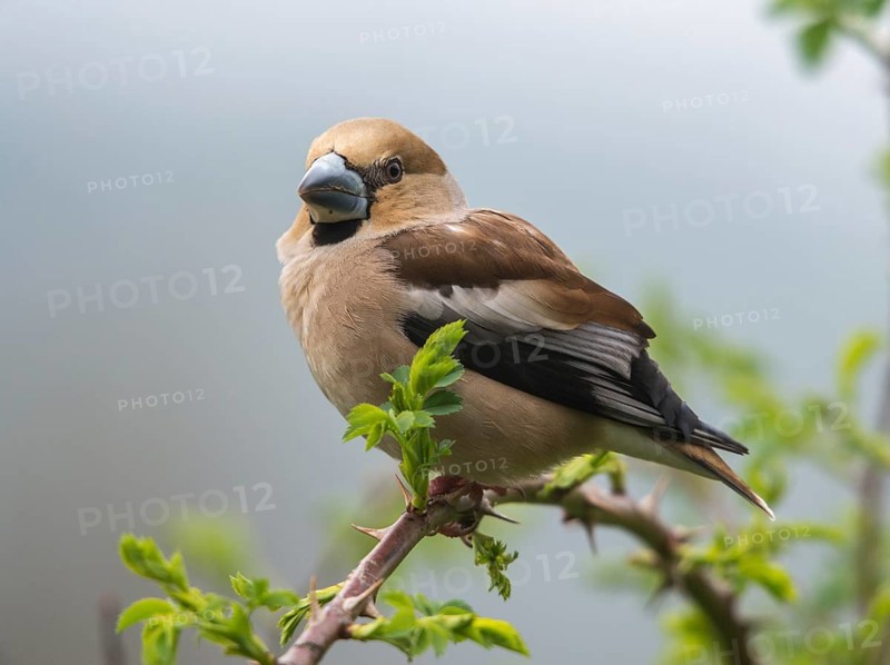 Coccothraustes Coccothraustes, Hawfinch, Heartbiter, Birds, Female, Passeri, Songbirds, Birds, Female