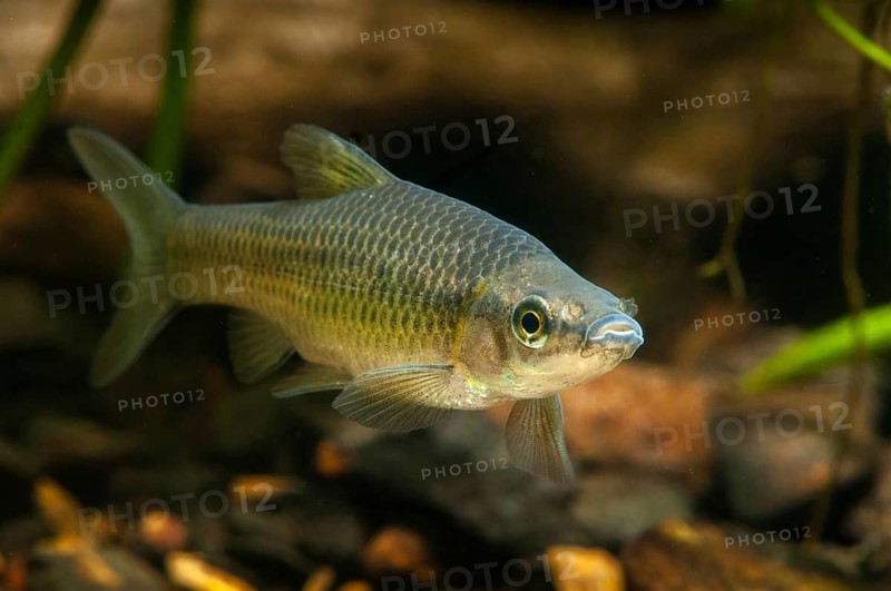 Blue ribbon bear, pseudorasbora parva, stone moroco, stone moroko, fish, fish, pisces, topmouth gudgeon