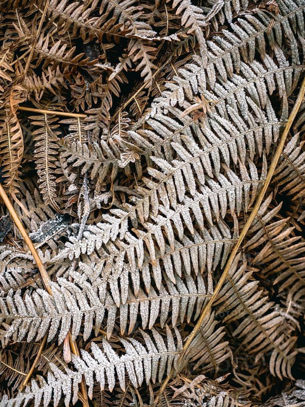 Fern leaves covered with hoarfrost, Sauerland, North Rhine-Westphalia, Germany