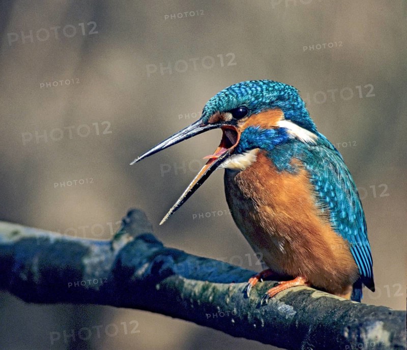 Alcedo Atthis, kingfisher, alcedinidae, birds, kingfishers, leo, river kingfishers, birds