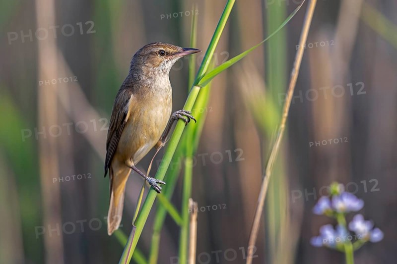 Great reed warbler (Acrocephalus arundinaceus) adult perched on reed stem in reedbed, reed bed at wetland in spring