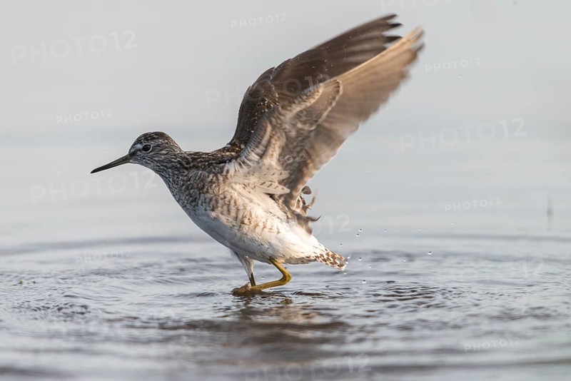 Bruchwassersträder, tringa glareola, wood sandpiper, birds, charadriiformes, flying, flight, limikolen, snipe birds, scolopacidae, birds, waders, waders