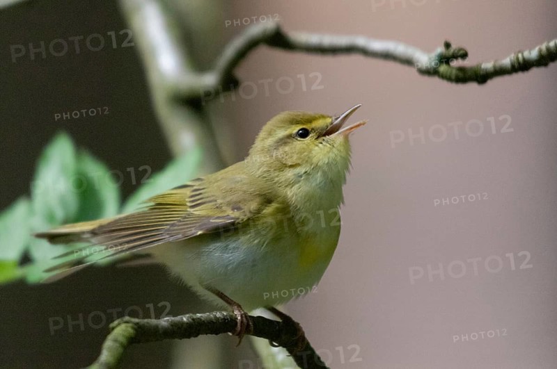 Phylloscopus sibilatrix, woodwarbler, birds, song, passeri, singing, songbirds, songbirds, birds