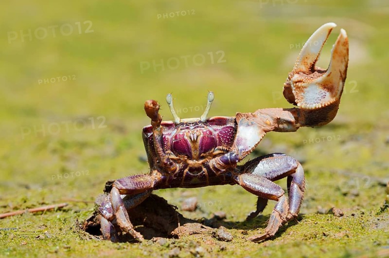 European fiddler crab (Uca tangeri), male, Algarve, Portugal