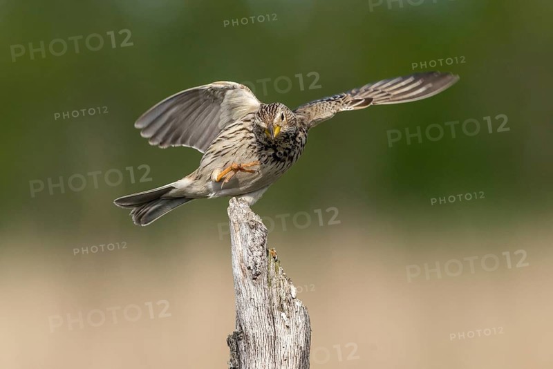 Brandenburg, Corn Bunting, Germany, Emberiza Calandra, Corn Bunting, Miliaria Calandra, Nabu, Nabu Project, National Natural Heritage, Grünhaus Nature Paradise, Post-Mining Landscape, Birds, Flying, Flight, Greenhouse, Passeri, Songbirds, Birds