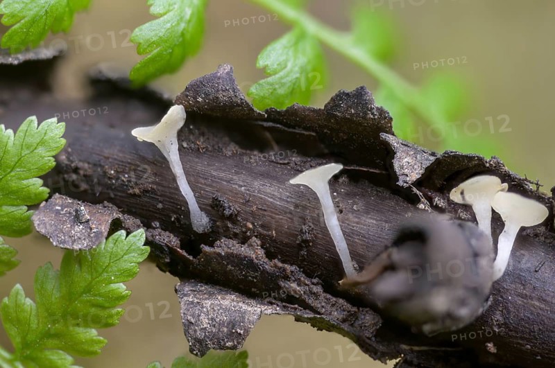 Beardless nail cup, bearded submers-stem cup, hymenoscyphus imberbis, fungi, fungi, mushrooms