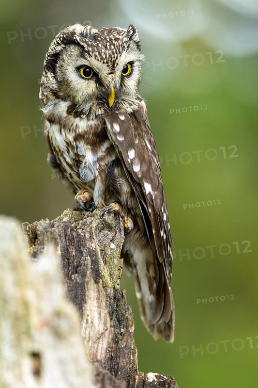 Close-up of an owl on a tree stump against a green background, Tengmalm's owl (Aegolius funereus), adult, perched, alert, Bohemian Forest, Czech Republic