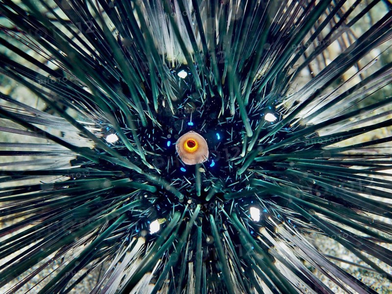 Close-up of a sea urchin with long spines, the diadem sea urchin (Diadema setosum), Secret Bay dive site, Gilimanuk, Bali, Indonesia