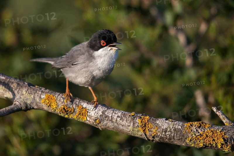 Granelli, Italy, Pantani Cuba and Longarini, velvet warbler, Sardinian warbler, Sylvia melanocephala, migratory bird sanctuary, Pantani Cuba & Longarini migratory bird sanctuary, birds, song, Italy, male, passeri, singing, songbirds, Sicily, songbirds, foundation pro biodiversity, birds