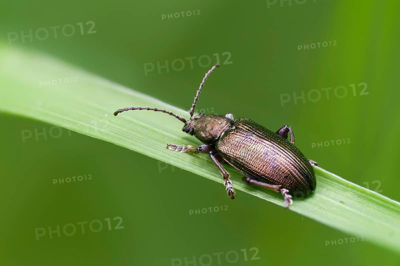 Small sedge reed beetle, Plateumaris consimilis, reed beetle, coleoptera, insects, beetles