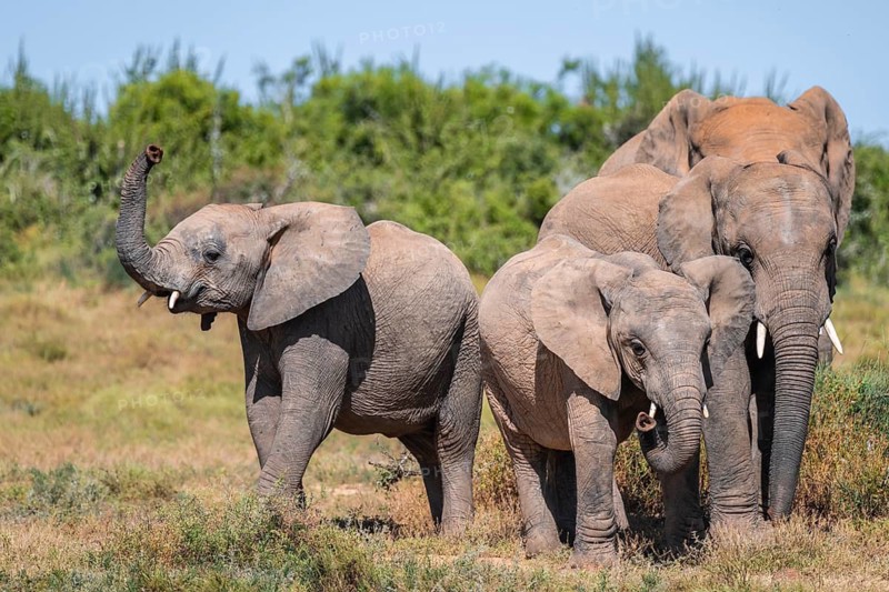 Herd of African elephants (Loxodonta africana), Addo Elephant National Park, Eastern Cape, South Africa