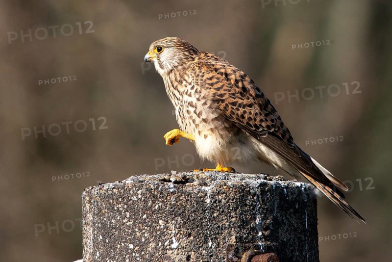 Falco tinnunculus, Common Kestrel, kestrel, birds, falcon, falconiformes, falcons, female, plumage care, birds of prey, hawk, preening, raptors, birds, female