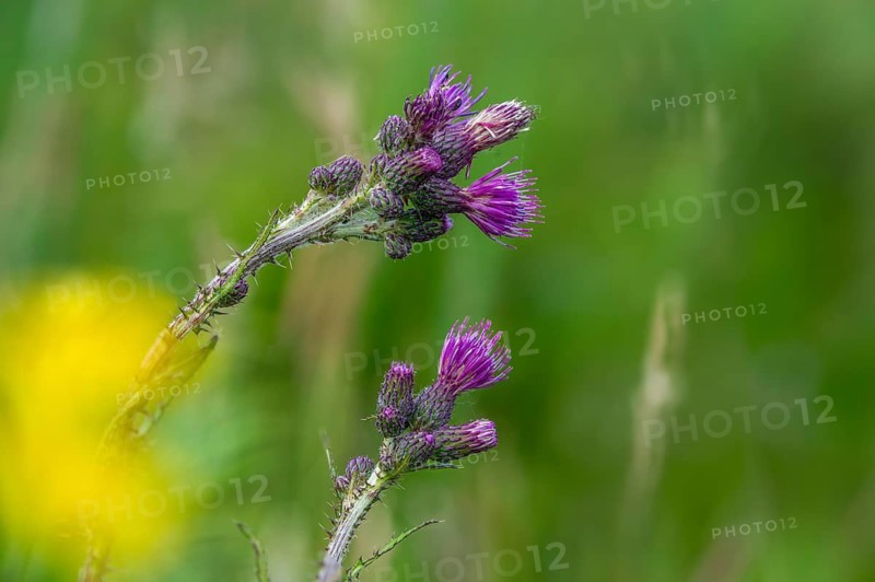 Asteraceae, Cirsium palustre, European Swamp thistle, daisy, swamp thistle, thistle, flora, marsh thistle, plants, plants