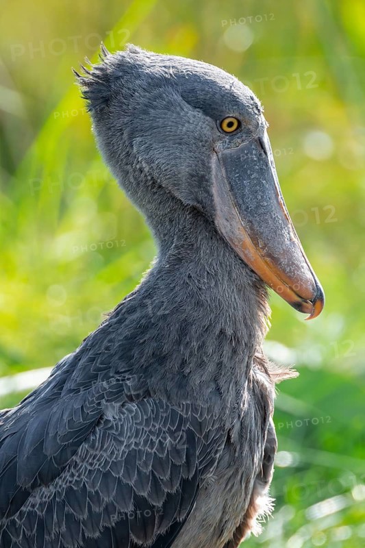 Shoebill (Balaeniceps rex), juvenile, animal portrait, swamps of Mabamba, Lake Victoria, Uganda
