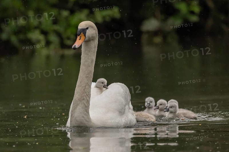 Swan moves across the pond followed by four swan chicks. The water is calm and the light is soft. Swans explore their surroundings while Swan observes