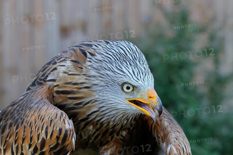 Red Kite (Milvus milvus), head portrait, animal portrait, in captivity, Rhineland-Palatinate, Germany