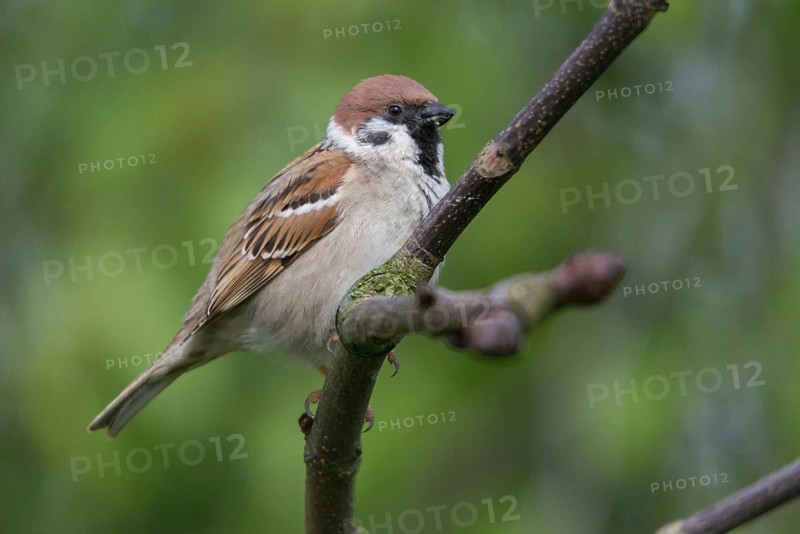 Tree Sparrow, Passer Montanus, Sparrow, Tree Sparrow, Birds, Passeri, Songbirds, Sparrow, Sparrow, Sparrow, Sparrow, Sparrow, Birds