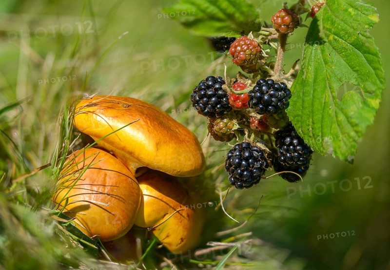 Blackberry, real blackberry, yellow bolete, golden yellow larch bolete, goldcap, goldröhrling, Greville's bolete, Rubus fruticosus agg., beautiful bolete, suillus grevillei, dainty bolete, blackberry, flora, fungi, larch bolete, plants, mushrooms, plants