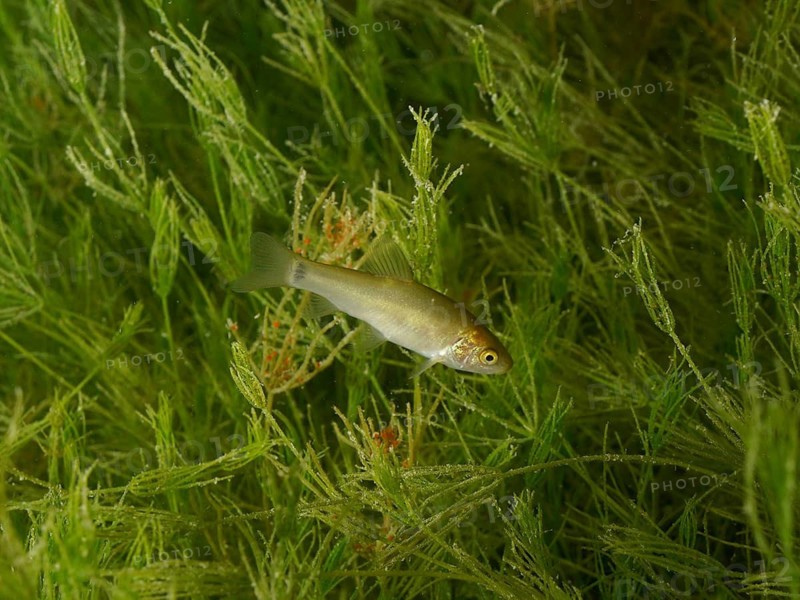 A young tench (Tinca tinca) swims amongst green underwater plants at the Wildsau diving spot, Berlingen, Lake Constance, Switzerland, Germany
