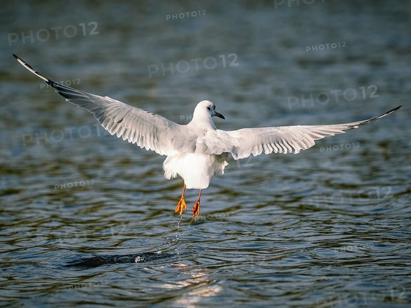 A black-headed gull taking off, Ümminger See, Bochum, Ruhrpott, North Rhine-Westphalia, Germany