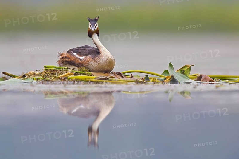 Great Crested Grebe (Podiceps cristatus) on nest, Bavaria, Germany