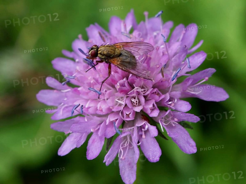 A purple flower with a small fly, the angelica housefly (Phaonia angelicae), on its petals against a green background, Goms, Canton of Valais, Switzerland