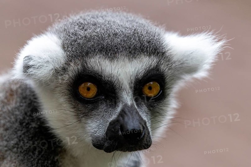 Close-up of a lemur's face with bright yellow eyes in a peaceful setting, ring-tailed lemur (Lemur catta), portrait, in captivity, Apenheul, Netherlands