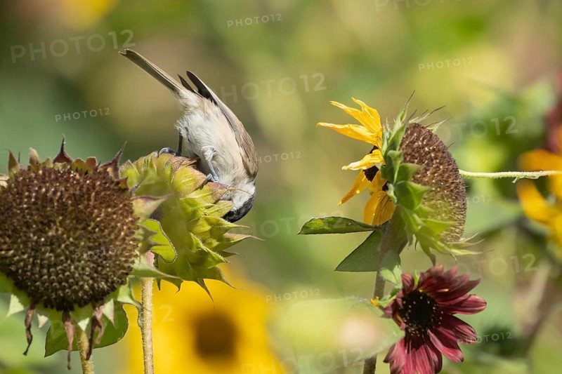 Marsh tit (Poecile palustris) adult bird feeding on a Sunflower (Helianthus spp) seed head in summer, England, United Kingdom