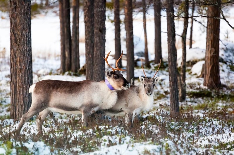 Animals, Mammals, Europe, Finland, Lapland, Reindeer in winter, Reindeer (Rangifer tarandus), Pair, two, Reindeer, Finnish Lapland