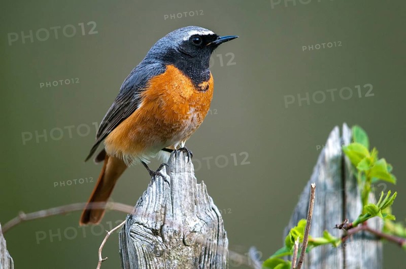 Garden redtail, Phoenicurus phoenicurus, redstart, birds, garden fence, garden birds, garden fence, male, passeri, songbirds, birds
