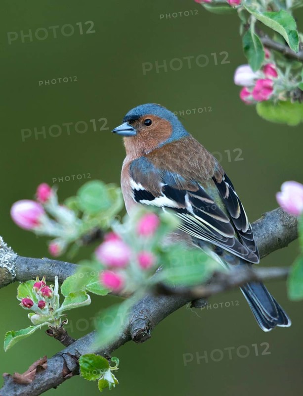 Chaffinch, fringilla coelebs, fruit tree blossoms, birds, spring, high size, portrait format, male, passeri, songbirds, song birds, jump, birds