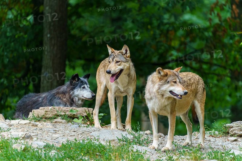 Timberwolf, wolf, American wolf (Canis lupus lycaon), Germany: three wolves stand alert on rocks in a woodland landscape, one is sitting in the background