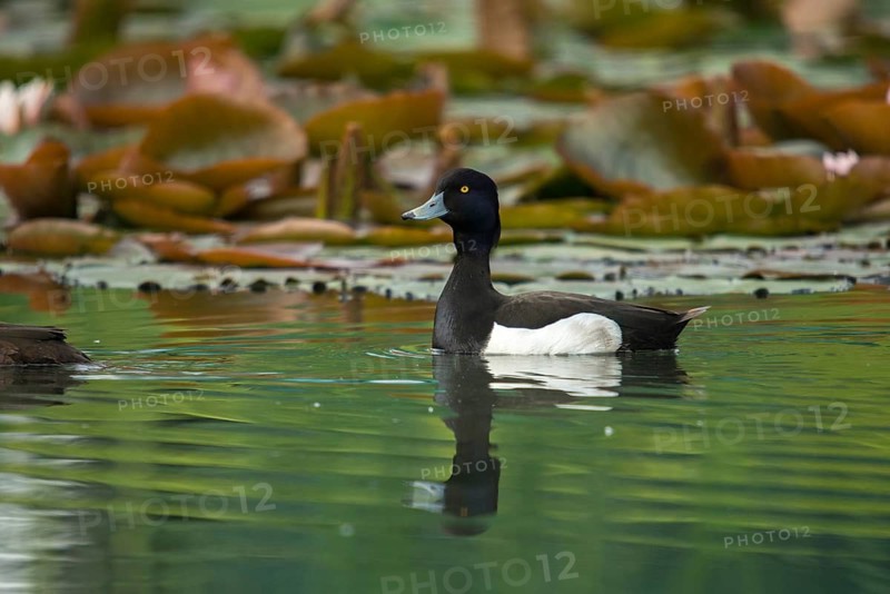 Aythya fuligula, heron duck, tufted duck, anatidae, birds, ducks, ducks, ducks, male, birds, waterbirds, waterbirds