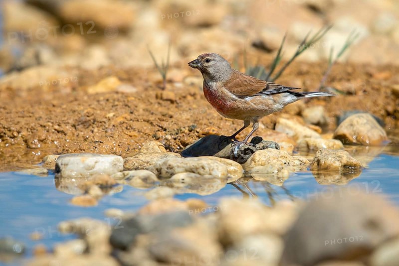 Acanthis cannabina, bloodtail, linaria cannabina, linnet, bath, bird bath, birds, hanfling, male, passeri, songbirds, songbirds, drinking, birdbath, birds, watering place