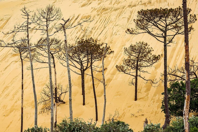 Dead trees in front of the Dune du Pilat near Arcachon on the Atlantic, France