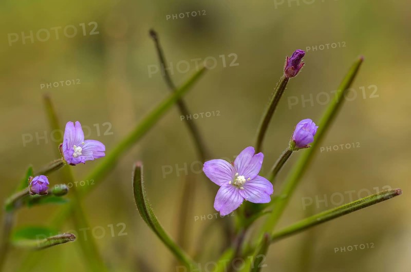 Epilobium parviflorum, hoary willowherb, small flowered fireweed, flora, plants, plants, fireweed