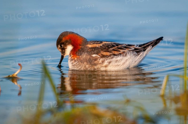 Norway, Odinshühnchen, Phalaropus Lobatus, Red-necked Phalarope, Varanger, Birds, Charadriiformes, Limikolen, Plower, Plower