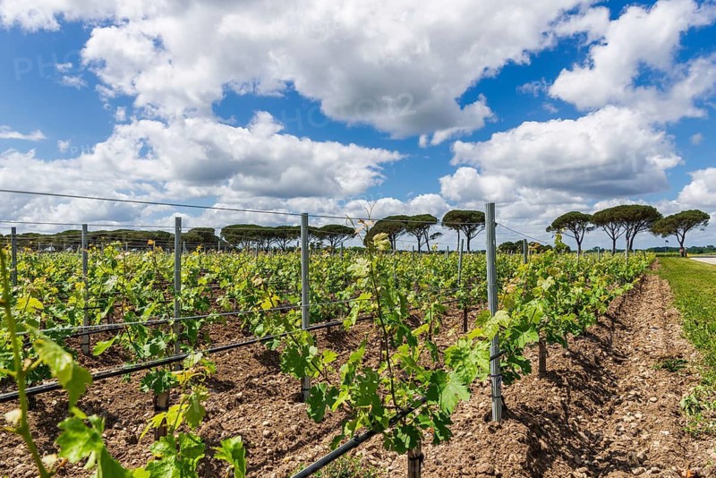 Wine-growing in Mèdoc near Bordeaux, France