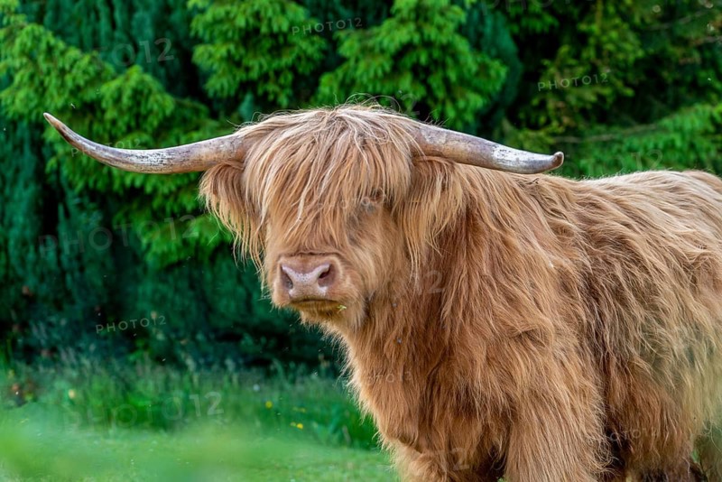 Artiodactyla, bos primigenius f. taurus, cattle, even-toed ungulate, highland cattle, kyloe, cloven-hoofed, cattle grazing, Scottish highland cattle, grazing, domesticated animals, extensive grazing, pet, highland cattle, mammals, cattle, mammals, mammals, pasture