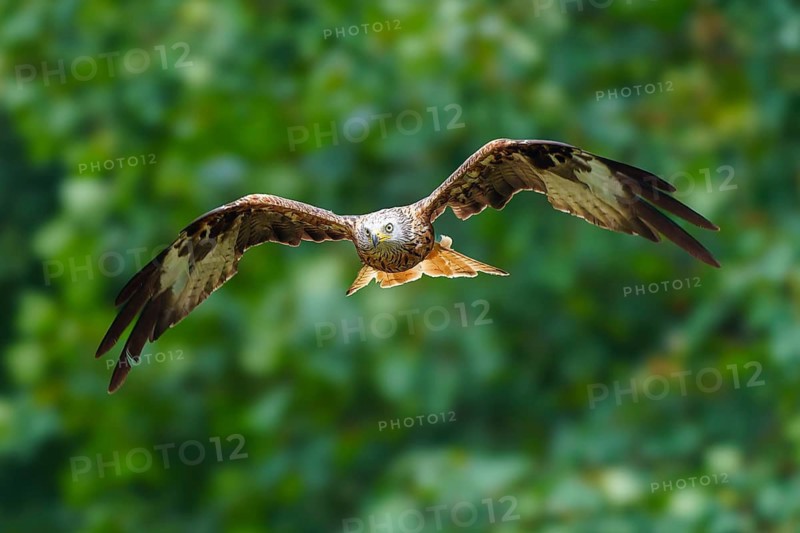 Red Kite (Milvus milvus), wildlife, Germany. A bird of prey soars through the air against a natural backdrop