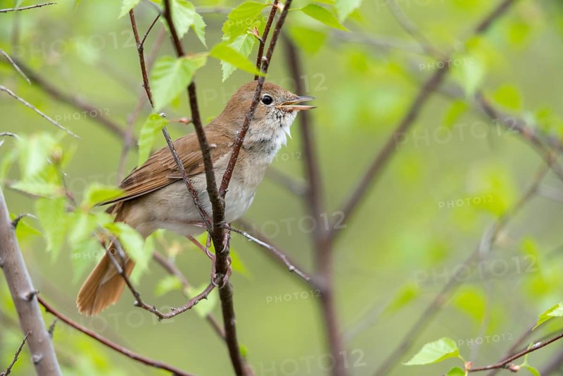 Luscinia megarhynchos, nightingale, birds, song, passeri, songbirds, sining, songbirds, birds