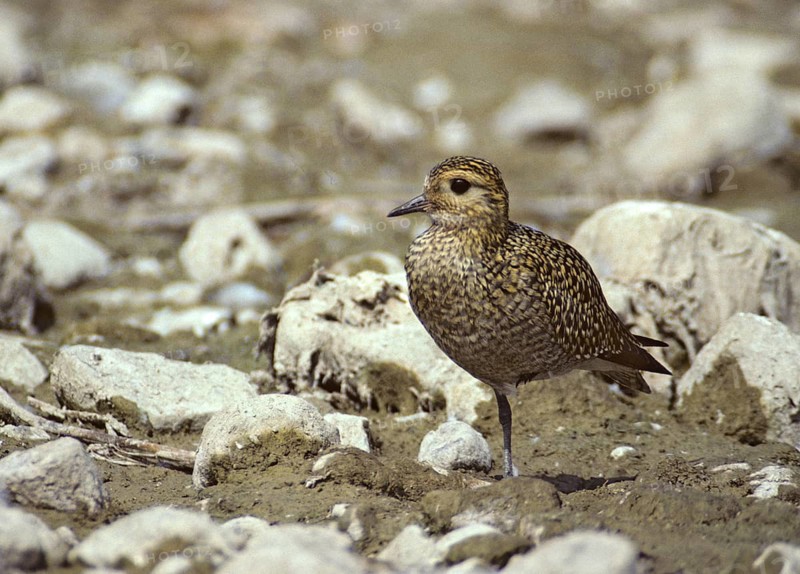 Blackbellied Plover, Grey Plover, Lappialis Squatarola, Birds, Charadriiformes, Adolescent, Juvenile, Leo, Limikolen, Plower, Plower, Plover, Birds, Wader, Wadbirds
