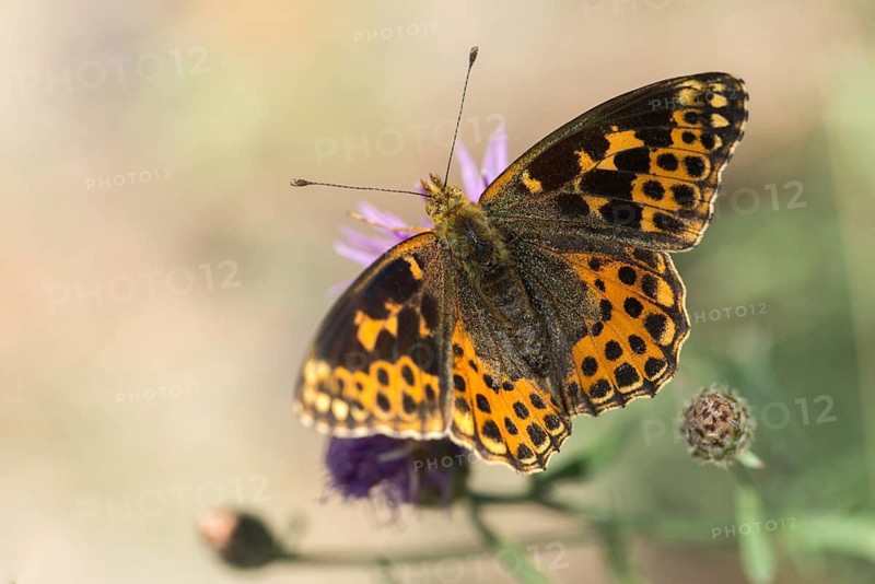 Aberration, argynnis lathonia, issoria lathonia, small mother-of-pearl butterfly, queen of Spain fritillary, butterfly, insects, butterfly, butterflies