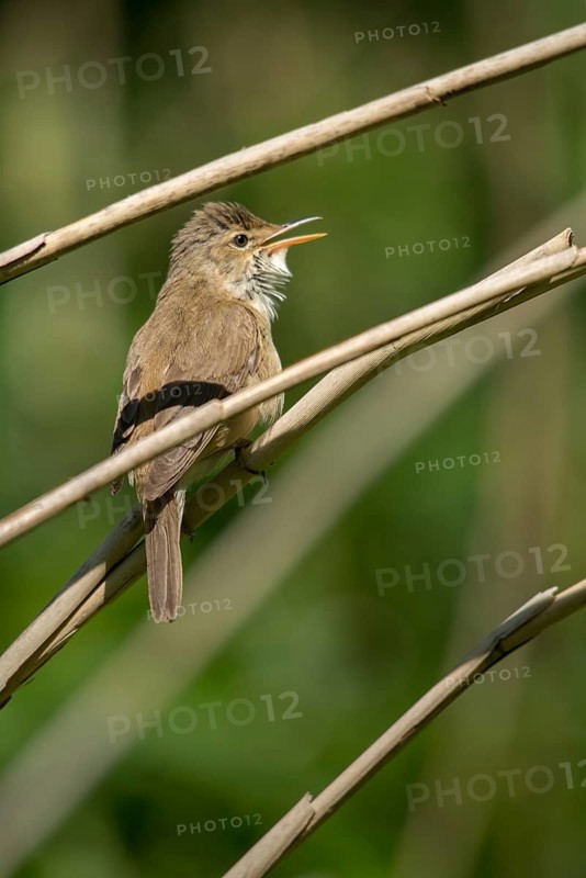 Acrocephalus Scirpaceus, reed warbler, birds, song, high size, portrait format, passeri, singing, songbirds, birds, warbler