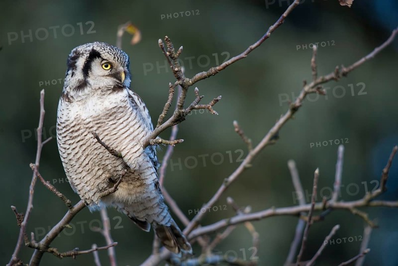 Hawk owl, sparrow owl, surnia ulula, birds, owls, northern hawk owl, owls, strigiformes, birds