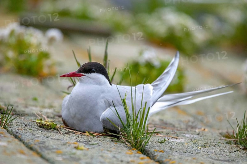 Arctic tern, arctic tern, Norway, sterna paradisaea, varanger, birds, breed, brood, charadriiformes, clutch, limicols, terns, sternidae, tern, birds