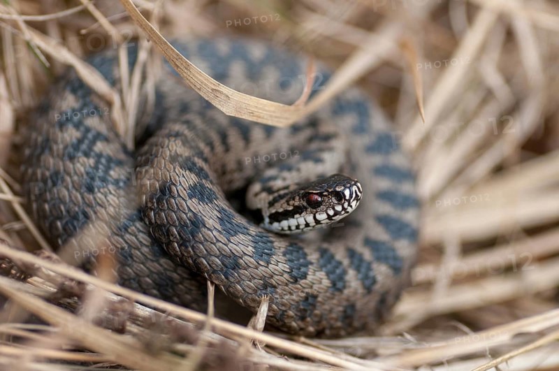 European adder, European viper, venomous snake, vipera berus, critters, poisonous reptilia, reptilia, snakes, snakes